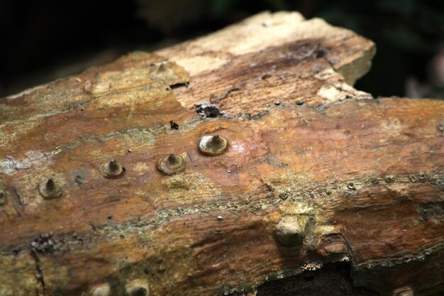 Esta es la textura del árbol.