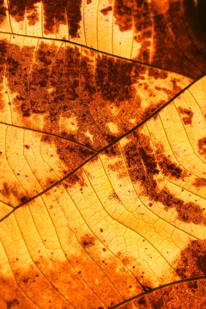 Es la textura de hoja seca para el patrón.