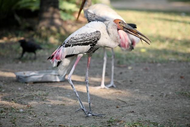 Es war ein kleiner weiblicher Flamingo.