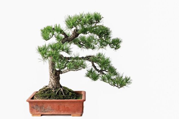 Es wird kultiviert und zu dekorativen Grünpflanzenbonsai geschnitten