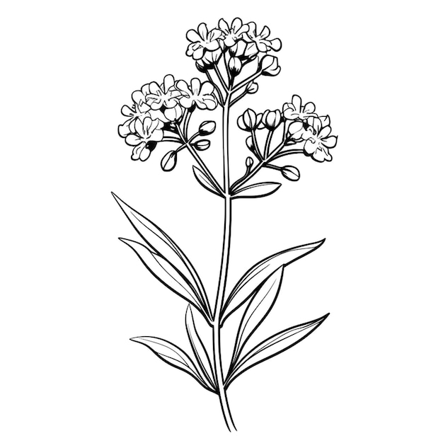 Esboço de valeriana