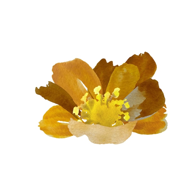 Esboço fofo de flor de peônia amarelo marrom Uma ilustração em aquarela Textura desenhada à mão e isolada