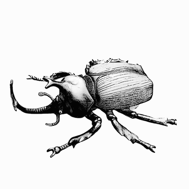 Esbozo ilustrado en blanco y negro de un escarabajo de cuerno sobre un fondo blanco