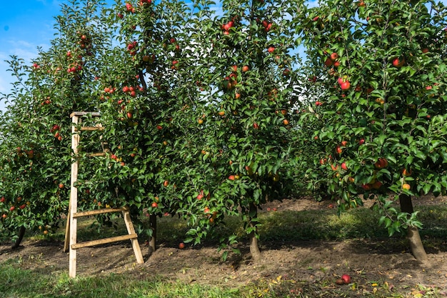 Foto escada no jardim de lindas maçãs vermelhas maduras