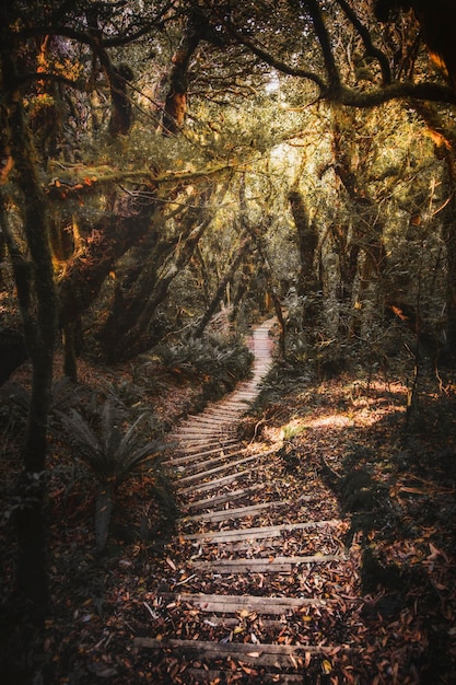 Escada no Monte Taranaki, Parque Nacional de Egmont, Nova Zelândia