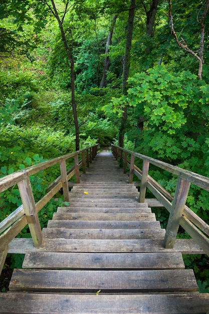 Escadaria de madeira para trilha de floresta de montanhas em reserva