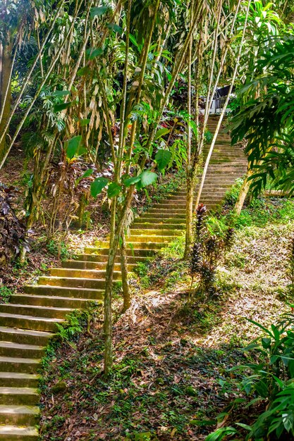 Escadaria de pedra coberta de musgo na estrada da selva das aventuras de viagens florestais na Ásia