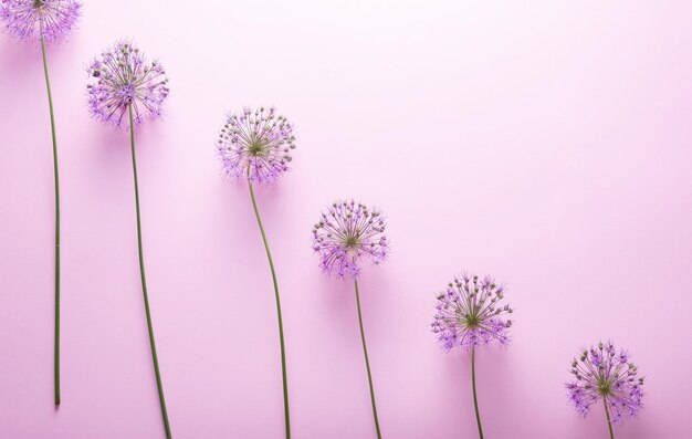 Escadarias alinhadas com longas flores roxas em um fundo rosa Abstração minimalista primavera e verão