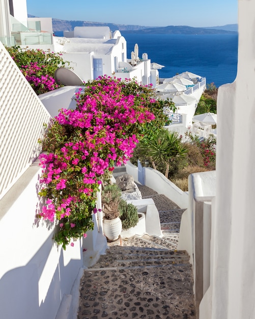 Escadas de florescência pitorescas com a buganvília de florescência cor-de-rosa que conduz ao mar, Santorini, Grécia.