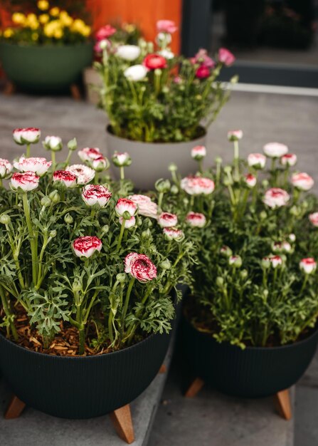 Foto escadas de floricultura com grandes vasos de flores com flores de ranúnculo