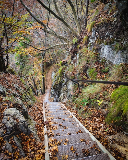 Escadas de metal velhas na floresta perto de Bled, Eslovênia