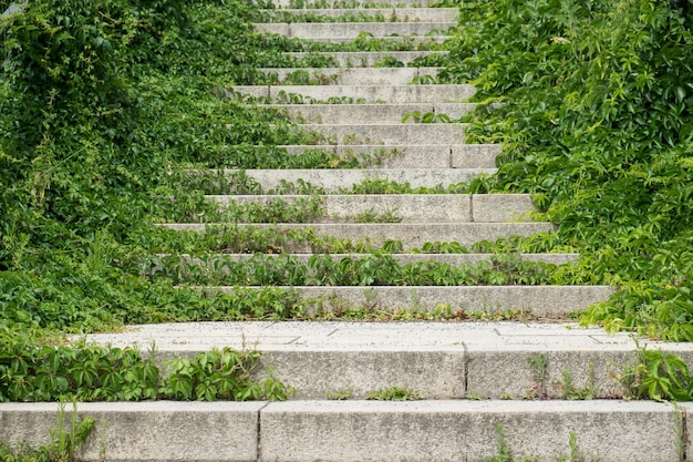 Escadas em meio a plantas