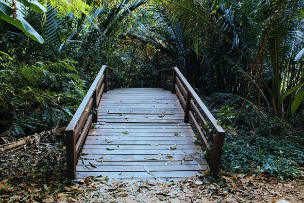 Escadas no meio das árvores