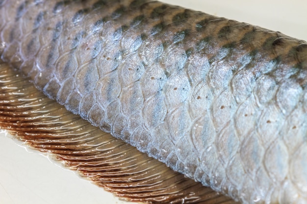 Foto escala arowana