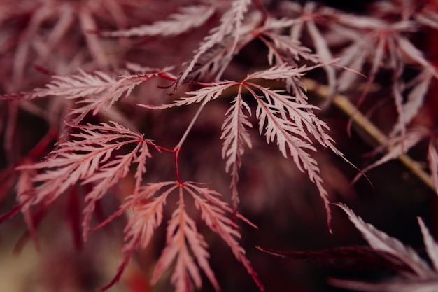 Escala de outono: folhas de bordo vermelhas em fundo desfocado.