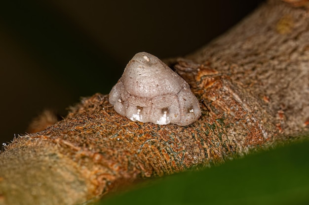 Escala de tortuga blanca