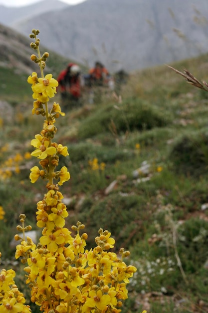 Escalada de montanha