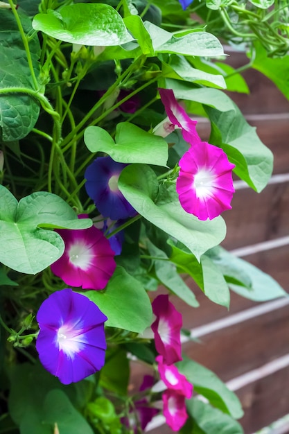 Foto escalada de flores púrpura y azul morning glory (ipomoea)