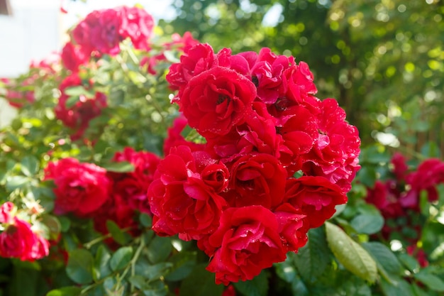 Escalada rosa vermelha escura em um arbusto ao sol