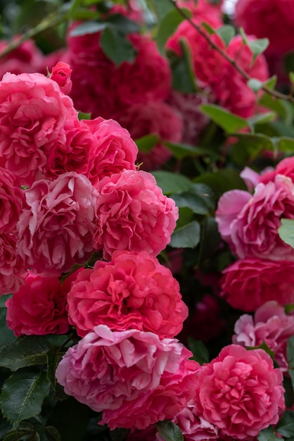 Escalando flores de roseira em galhos arqueados