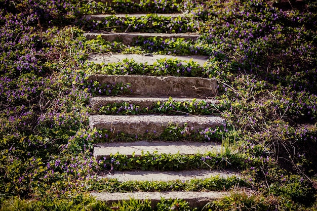 Escalera abandonada cubierta de flores