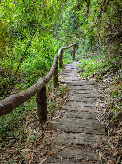 Escalera en el bosque caducifolio