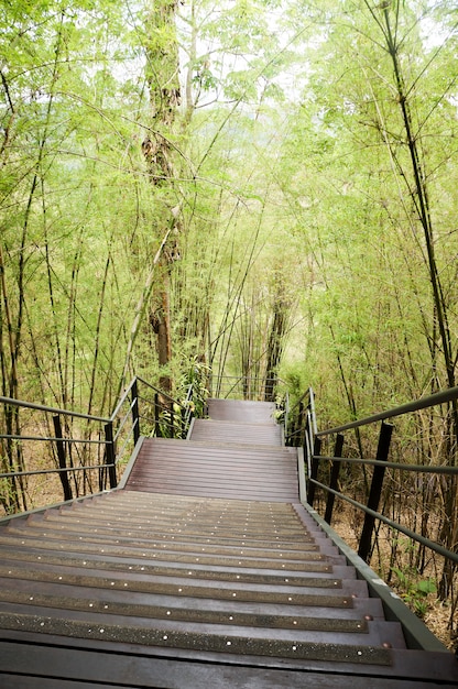 Escalera de caja que baja hasta el bosque de bambú.