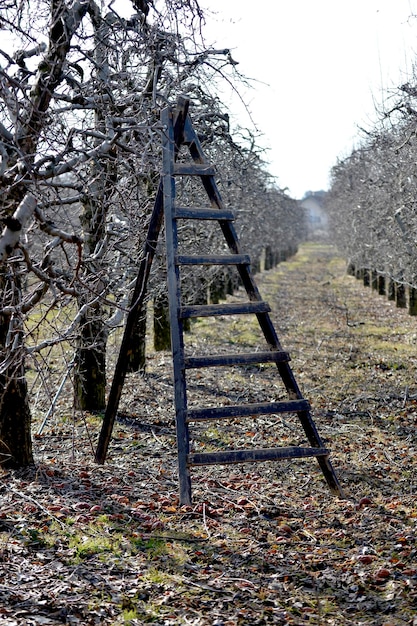 Escalera en un huerto de manzanos listo para podar árboles frutales