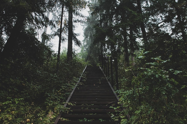 Escalera de madera en un bosque de niebla de coníferas