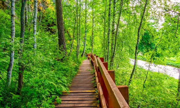 Una escalera de madera en el bosque en verano.