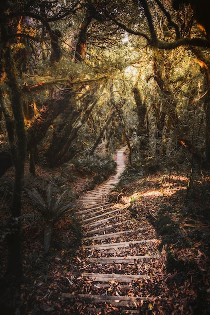 Foto escalera en el monte taranaki, parque nacional egmont, nueva zelanda