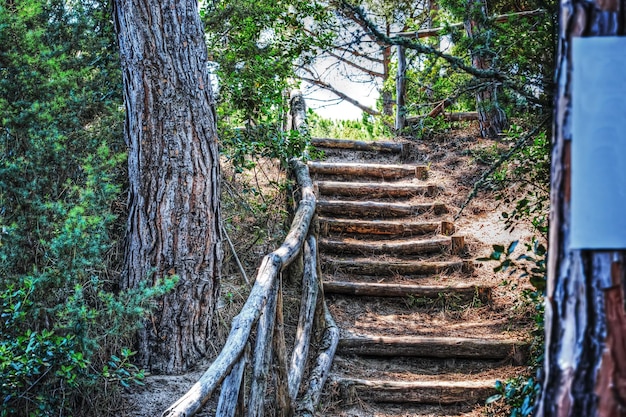 Escalera en un pinar en Platamona Italia