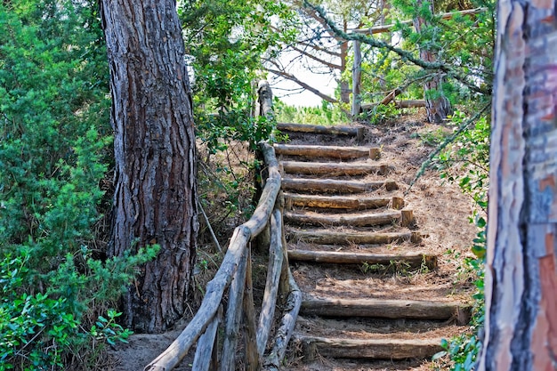 Escalera en un pinar