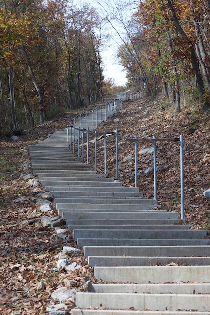 Foto escalera que conduce al bosque durante el otoño