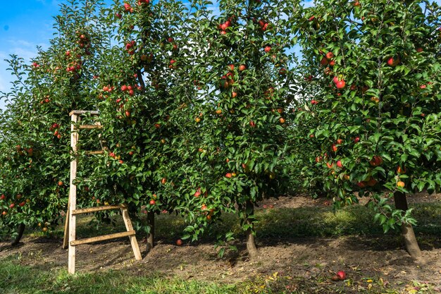 Escalera de tijera en el jardín de hermosas manzanas rojas maduras