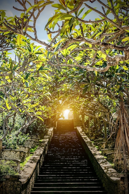 Escaleras arriba, plantas verdes alrededor, luz al final.