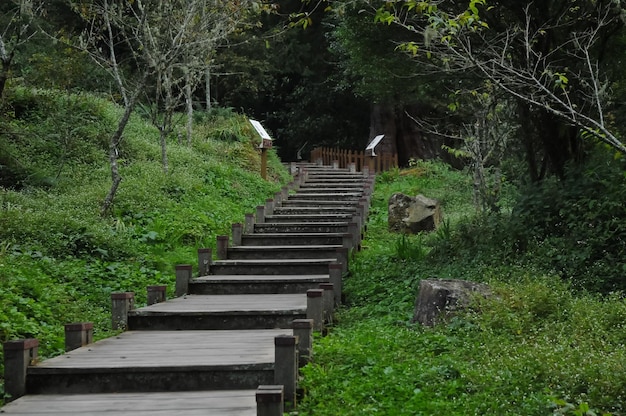 Escaleras ascendentes con bosque frondoso verde en Taiwán