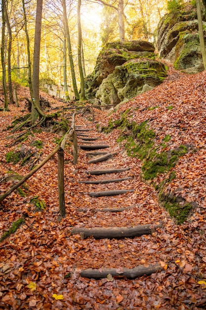 Foto escaleras de madera entre árboles a kokorin en el norte de bohemia en otoño, república checa