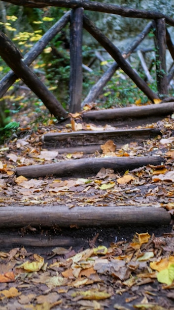 Foto escaleras de madera en el bosque cubierto de hojas de otoño