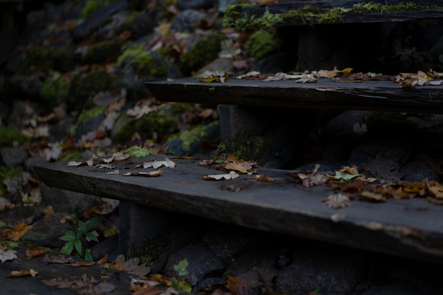 Las escaleras de madera negras cercanas con hojas de otoño marrones