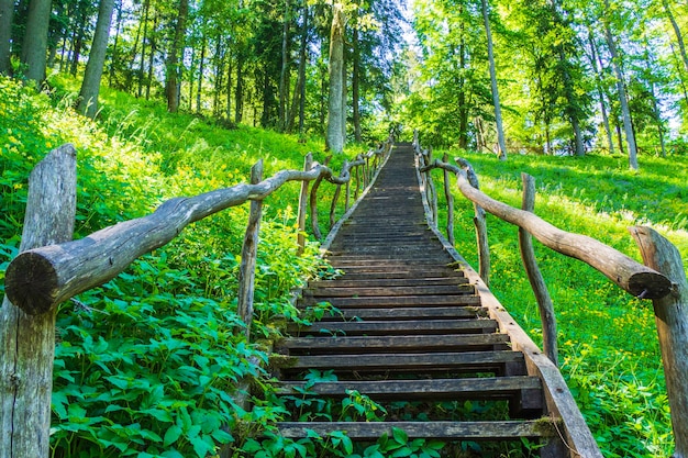 Escaleras de madera subiendo a la montaña y al bosque