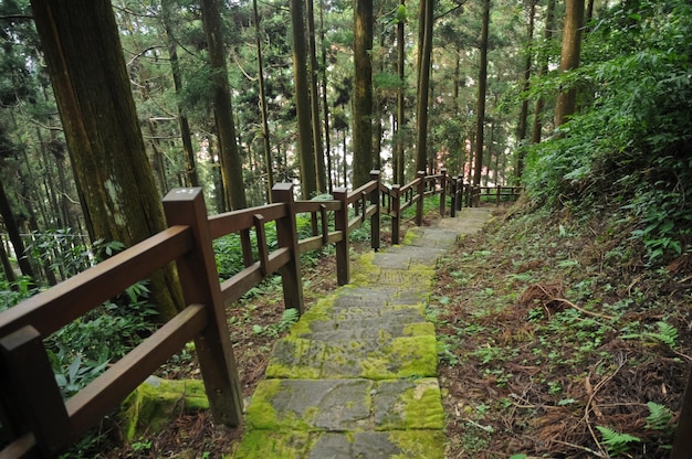 Escalones húmedos naturales hacia abajo en un bosque de pinos