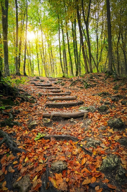 Escalones de madera en el bosque de otoño. Escalera a la jungla