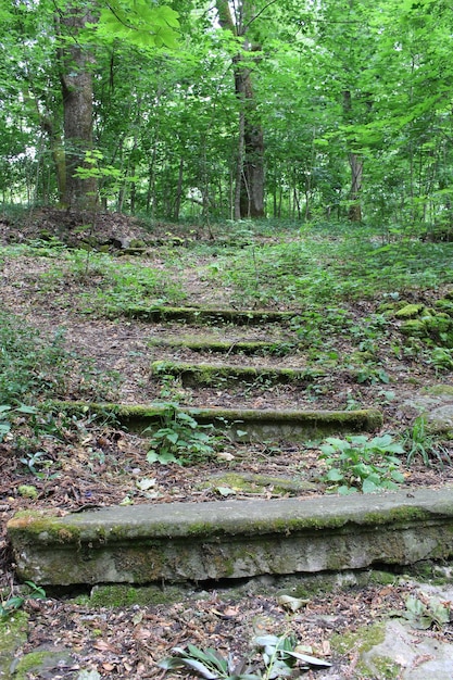 Foto escalones de piedra en el bosque