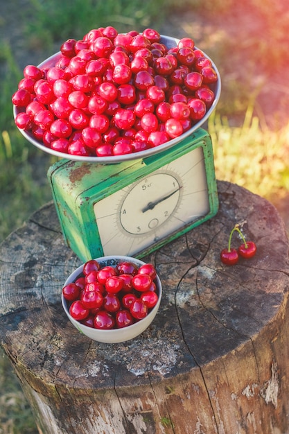 Escamas de cereza borracha cosecha