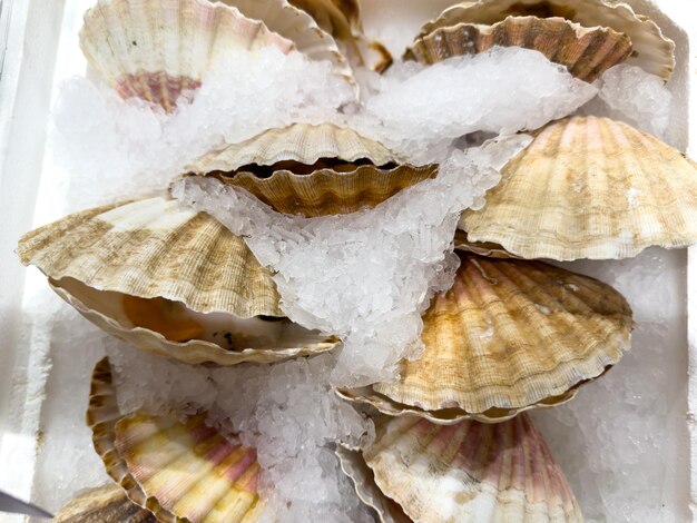 Escamas con conchas blancas en hielo