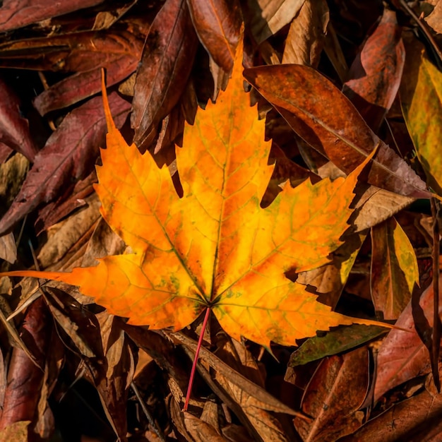 Escaneo de las hojas de las plantas de la temporada de otoño