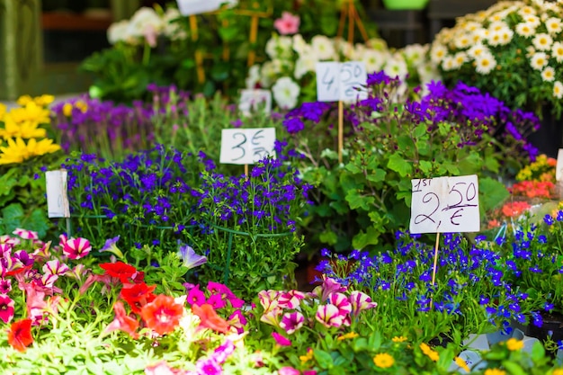 Escaparate de un mostrador de flores con etiquetas de precio para flores.