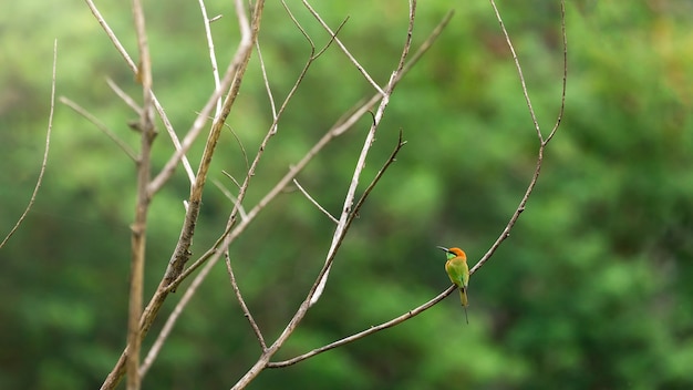 Escape de pájaro, Abejaruco verde