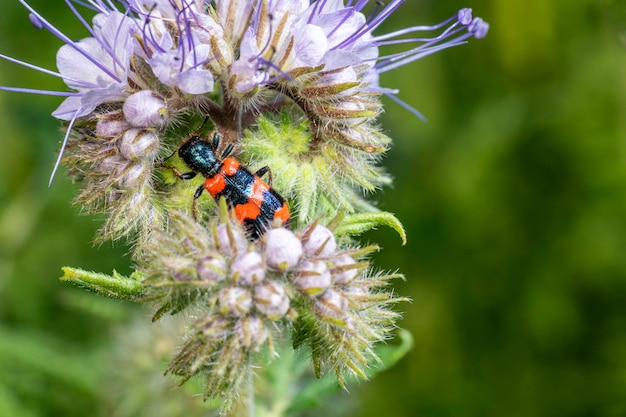 Foto escarabajo de abeja (trichodes apiarius) en una flor